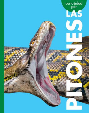 Curiosidad Por Las Pitones