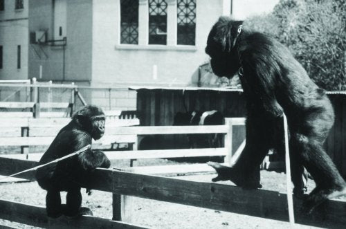 Koko: A Talking Gorilla