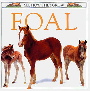 Foal