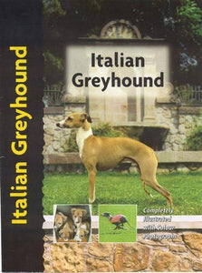 Italian Greyhound 