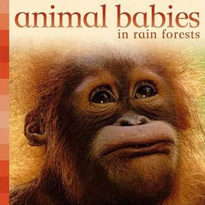 Animal Babies in the Rainforest