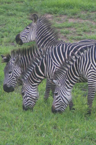 Major Bruton's African Safari