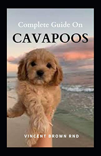 Complete Guide on Cavapoos