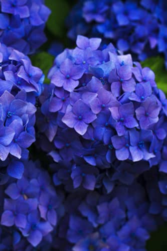 Address Book for Passwords, Websites and Emails : Discrete Password Book with Alphabetical Tabs Large Lined for Seniors