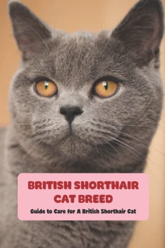 British Shorthair Cat Breed: Guide to Care for A British Shorthair Cat: British Shorthair Cat