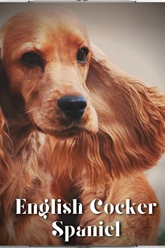 English Cocker Spaniel