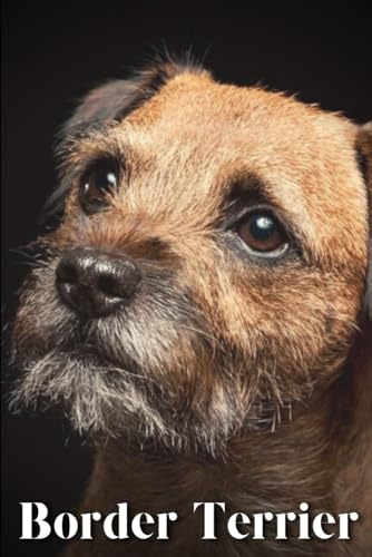 Border Terrier